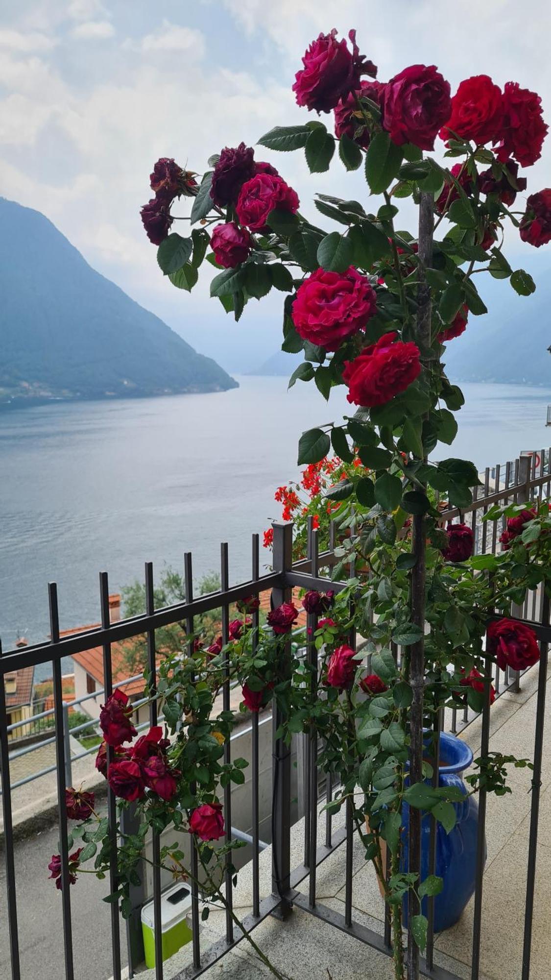 Colonno Panoramica Lago Di Como Eksteriør bilde